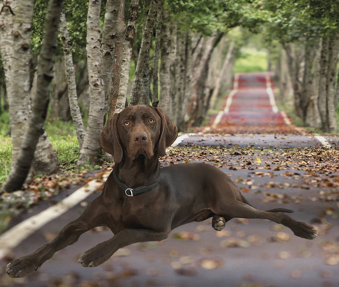 Naturgestützte Therapie Katharina von Weiler Berlin